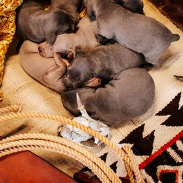 Weimaraner Puppies from North Georgia Weims
