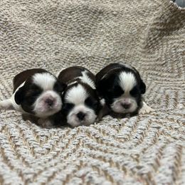 Shih Tzu Puppies from Delight Shihtzu