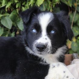 Nile - Black & white male Australian Shepherd puppy in Hillsboro, Ohio from Sugar Grove Farms