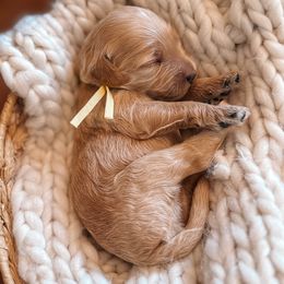 Yellow Collar - Apricot female Goldendoodle puppy in Corona, California from West Coast Goldendoodles
