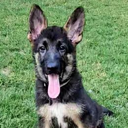 Girl 5 Lime - Black and tan female German Shepherd puppy in Rome, Georgia from Patriot Shepherds