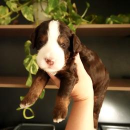 Wyatt - Tri-color male Bernedoodle puppy in Ammon, Idaho from Little Stone Bernedoodles