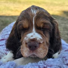 Teton - Liver white and tan male English Springer Spaniel puppy in Hephzibah, Georgia from Sidel's Springers