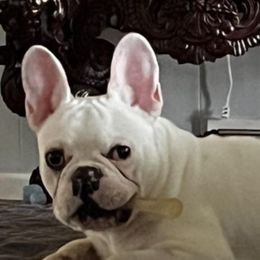 French Bulldogs from Love A Bull Frenchies