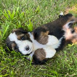 America - Sable female Bernedoodle puppy in Kansas City, Missouri from Beary GoldenDoodles