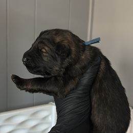 Dart - Sable male German Shepherd puppy in Knowlton Township, New Jersey from Augenblick Kennels