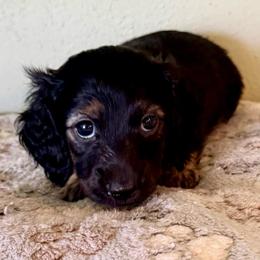 Blaze - Black and cream male Dachshund puppy in Nampa, Idaho from 208 Wiener Wiggle Butts LLC