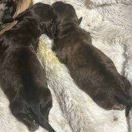 Dachshund Puppies from Dashing Doxie’s