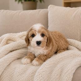 Benji - Red male Cavapoo puppy in Floyd, Virginia from Hearts and Paws Poodles and Doodles
