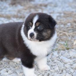 Malia - Black tri-color female Australian Shepherd puppy in Jameson, Missouri from Sky Creek
