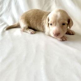 Sky Blue - Cream male Dachshund puppy in Silver Springs, Florida from DeMarsh's Dachshunds