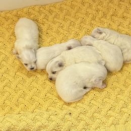Maltese and Maltipoo Puppies from Julie Tremblay
