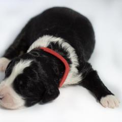 Angelica - Parti Double Doodle puppy in Houston, Texas from Texas Castle Doodles