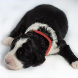 Angelica - Parti Double Doodle puppy in Houston, Texas from Texas Castle Doodles