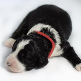 Angelica - Parti Double Doodle puppy in Houston, Texas from Texas Castle Doodles