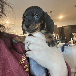 Dachshund Puppies from Phillian Family Mini Dachshunds