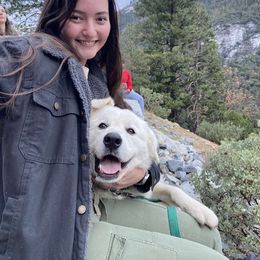 Great Pyrenees All Grown Up from The Yosemite Pyrenees Ranch