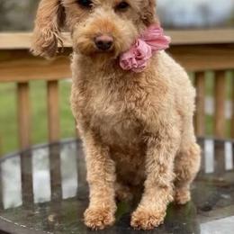 Laverne - Poodle