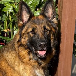 Ara - German Shepherd