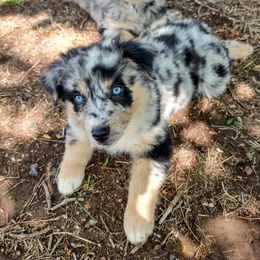 Australian Shepherd Puppies from Southern Boy Blues Aussies