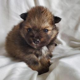 Olive - Cream sable parti female Pomeranian puppy in Bellevue, Iowa from Fluffy Wonders Poms and Doodles