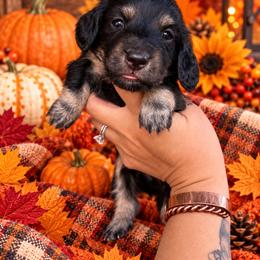 Black and cream boy - Black and cream male Dachshund puppy in Payette, Idaho from NT Mini Doxies