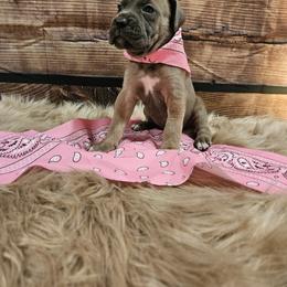Cane Corso Puppies from Carrie Brown's Cane Corsos