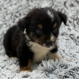 Drake - Black tri male Toy Australian Shepherd puppy in Ambrose, Georgia from Brandilyn's Aussies