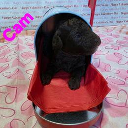 Cam - Brown and white female Aussiedoodle puppy in Loveland, Colorado from A&L Ranch Aussiedoodles