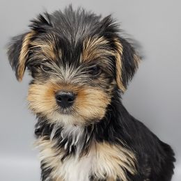 Runt Girl - Black and tan female Yorkshire Terrier puppy in Greer, South Carolina from Mischief Managed Farm