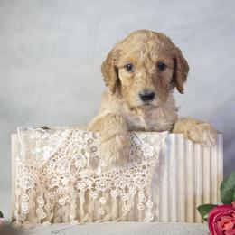 Franklin - Red  male Goldendoodle puppy in Seffner, Florida from Gold Diamond Pup