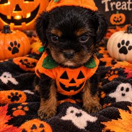 Blk and tan girl no 1 - Black and tan female Cavalier King Charles Spaniel puppy in Melbourne, Florida from Majestic Cavaliers of Melbourne FL