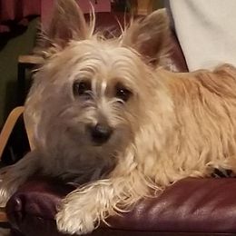 Dot - Cairn Terrier