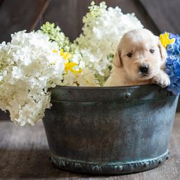 Golden Retriever puppies from Cedar Bend Goldens