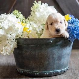 Golden Retriever puppies from Cedar Bend Goldens