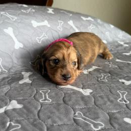 Elena - Dapple female Dachshund puppy in Molino, Florida from Dooney's Dachshunds