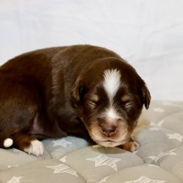 Miniature Australian Shepherd Puppies from Raised Right Pups