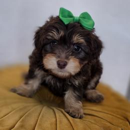 Flopsy - Chocolate female Goldendoodle puppy in Decatur, Tennessee from Diamond's Doodles