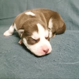 Girl 2 - Siberian Husky puppy in Arkansas from Nightingale Kennels