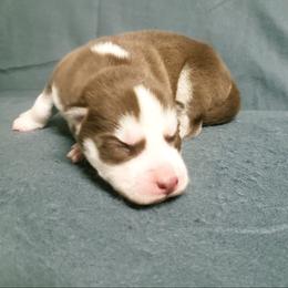 Girl 2 - Siberian Husky puppy in Arkansas from Nightingale Kennels