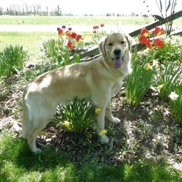 Taylor - Golden Retriever