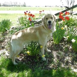 Taylor - Golden Retriever
