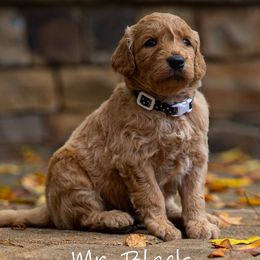 Golden Retriever and Goldendoodle Puppies from Golden Honey