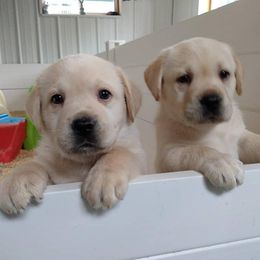 Labrador Retrievers from Natural Spirits Studio