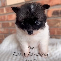 Prada - Black and white female Pomsky puppy in Hugo, Oklahoma from The Posh & Pampered Pomsky