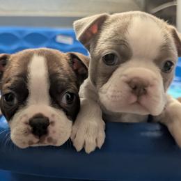 Boston Terriers from Jeff Jones