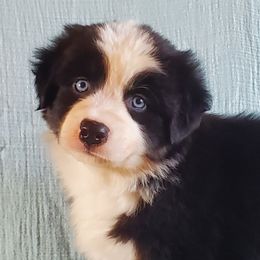 BTM3 - Black tri-color Australian Shepherd puppy in Seneca, South Carolina from Tawodi Hills