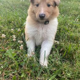 Collie Puppies from Heritage Valley Collies