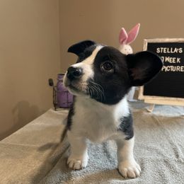 "Brimley Oberon" Cardigan Welsh Corgi Puppies from Old Oak Cardigan's
