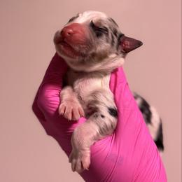 Basil - Blue merle male Australian Shepherd puppy in Orlando, Florida from Skaky Shepherds